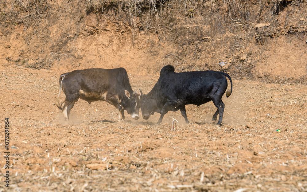 Closeup view of bull fighting in the filed, Nepal. Closeup view of bull fighting in the filed, Nepal.