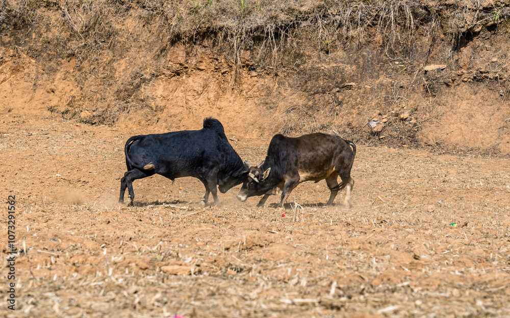 Closeup view of bull fighting in the filed, Nepal. Closeup view of bull fighting in the filed, Nepal.