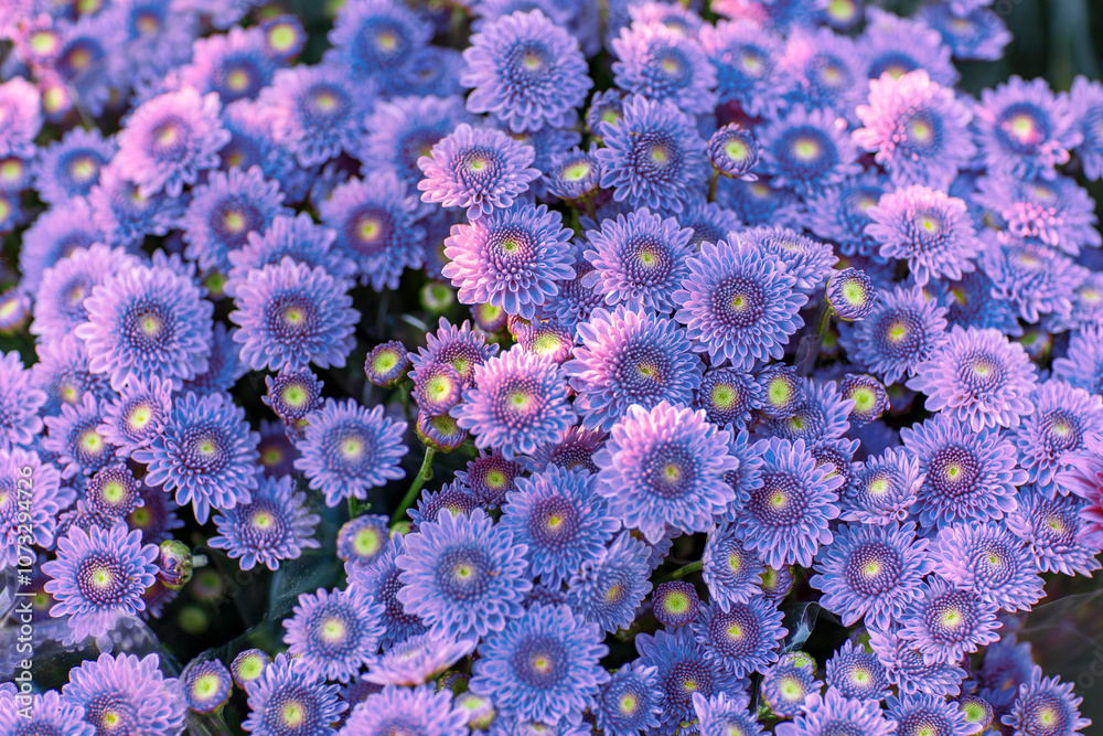 Close-up bouquet of blue chrysanthemum flowers in the garden, natural background Close-up bouquet of blue chrysanthemum flowers in the garden, natural background