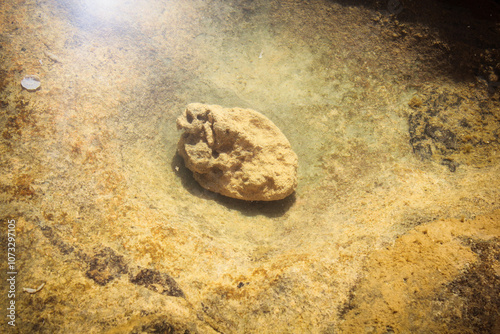 Coral stone underwater under the bright sunlight