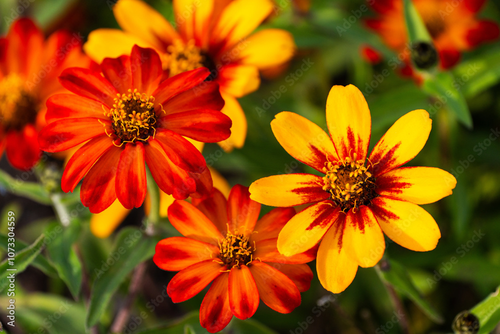 various zinnia flowers in autumn various zinnia flowers in autumn
