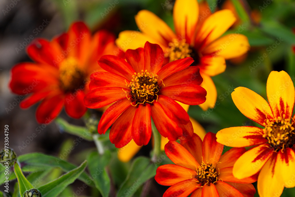 various zinnia flowers in autumn various zinnia flowers in autumn