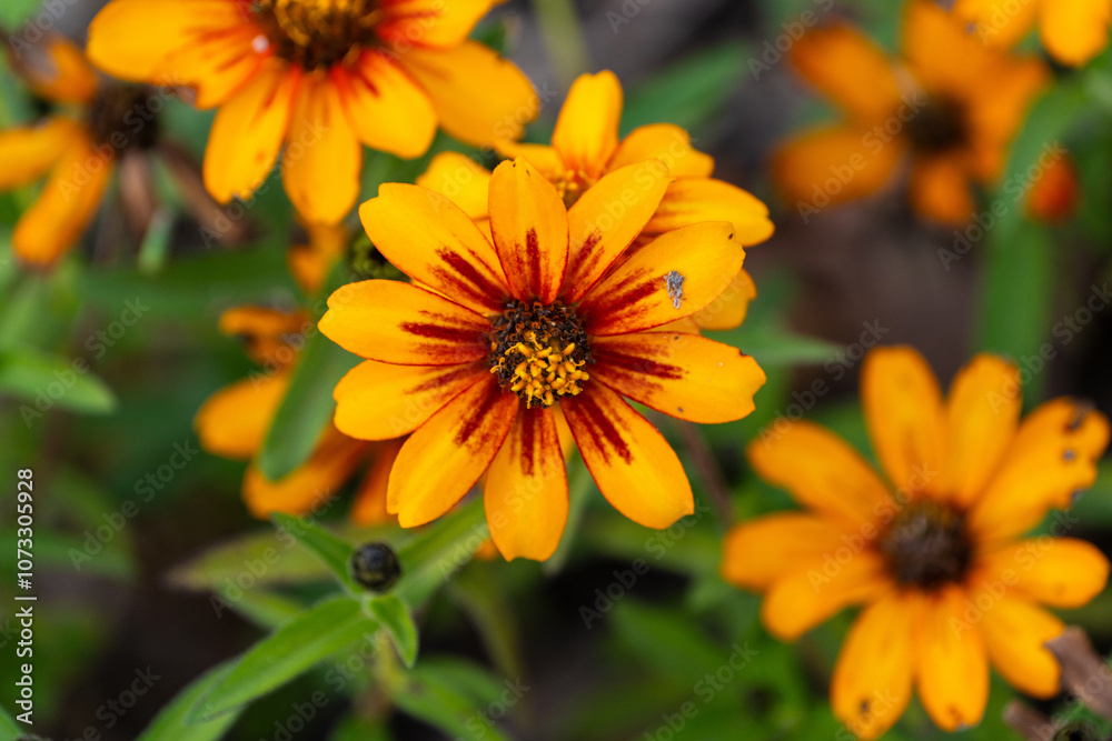 various zinnia flowers in autumn various zinnia flowers in autumn