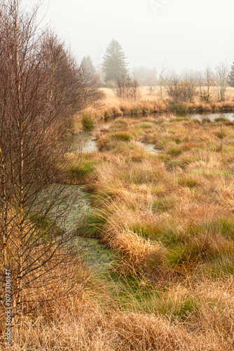 Ein nebliger Novembertag im Brackvenn