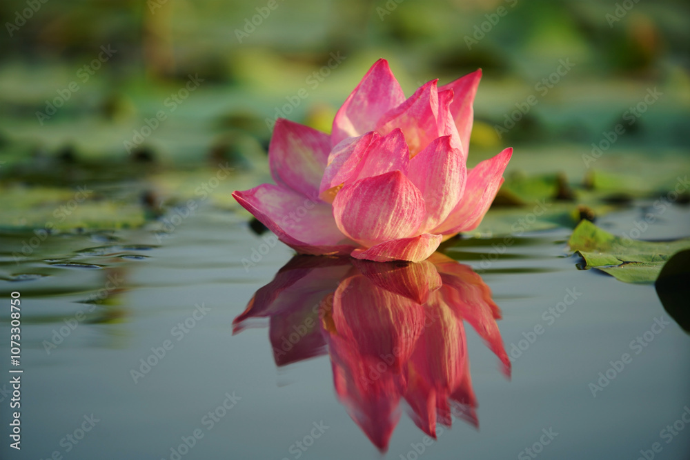 Beautiful Pink Lotus Blossom Reflecting on Calm Water Surface Surrounded by Green Lily Pads in a Serene, Nature-Inspired Setting Captured in Soft Natural Lighting Beautiful Pink Lotus Blossom Reflecting on Calm Water Surface Surrounded by Green Lily Pads in a Serene, Nature-Inspired Setting Captured in Soft Natural Lighting