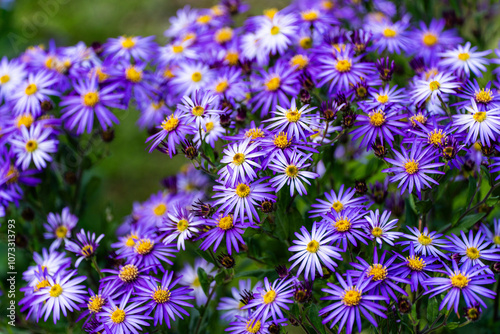 bees and purple aster flowers photo