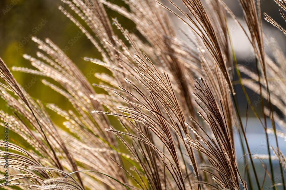 silver grass, reeds, swaying in the wind silver grass, reeds, swaying in the wind