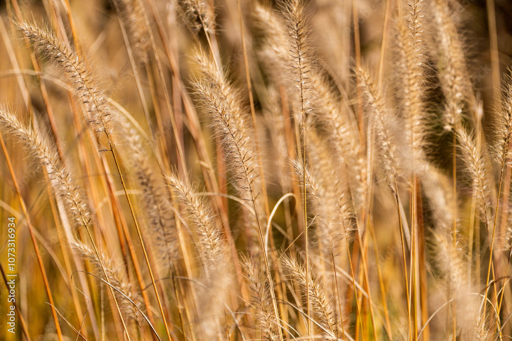 Fototapeta premium foxtails in the autumn park