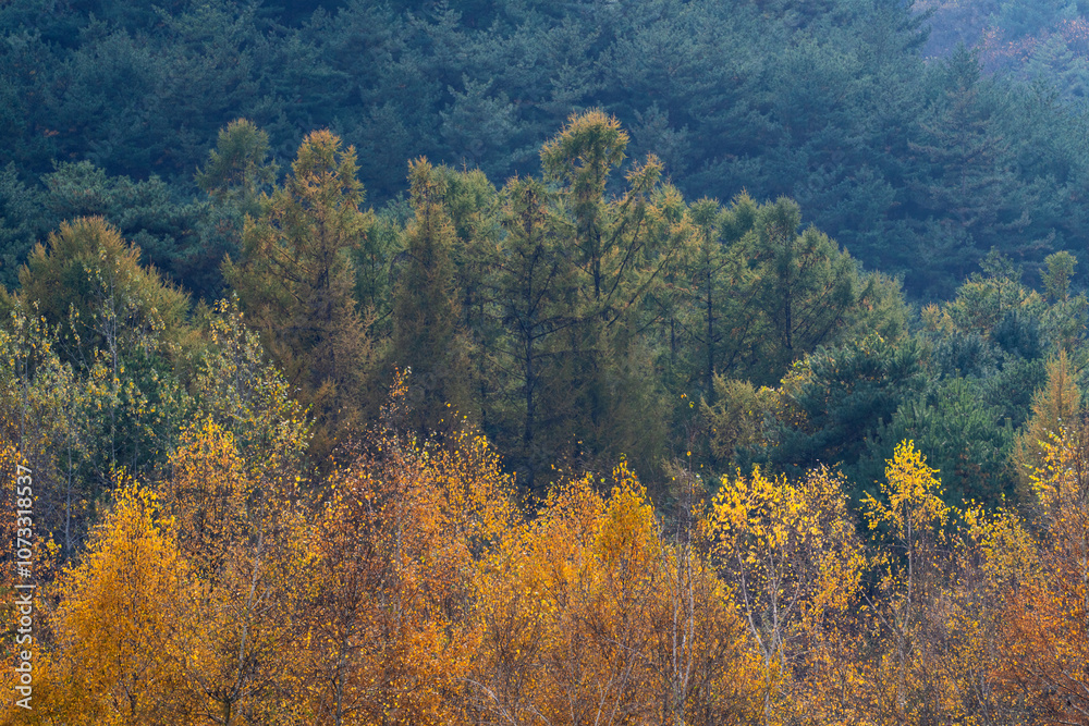 mountain and forest in autumn mountain and forest in autumn