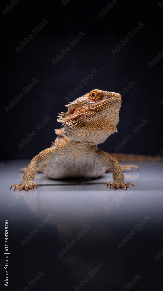 Obraz premium Portret Agamy Brodatej 
