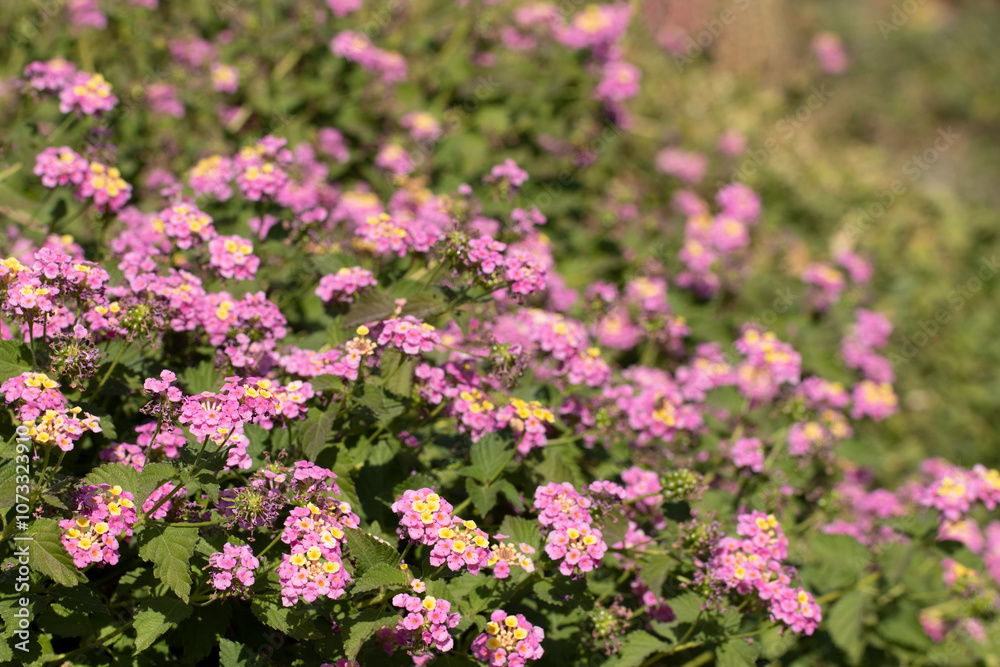 Pink lantana flowers (Lantana camara) by the bank of a street sidewalk in autumn Pink lantana flowers (Lantana camara) by the bank of a street sidewalk in autumn
