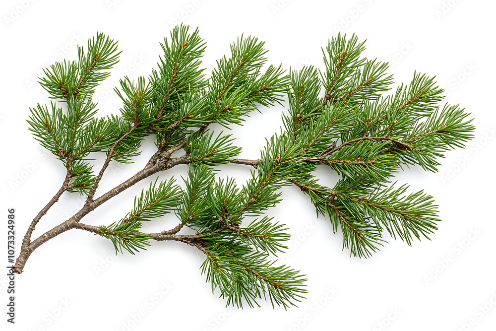Close up of green pine tree branches isolated Close up of green pine tree branches isolated