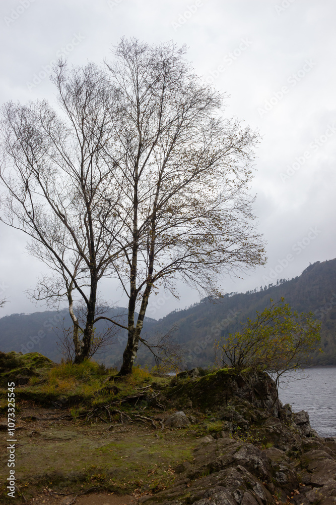 Trees by the side of Thirlmere reservoir, Cumbria, UK Trees by the side of Thirlmere reservoir, Cumbria, UK