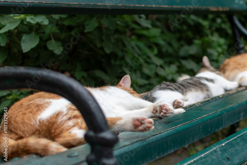 Domestic adult cats lying and sleeping on bench on summer day