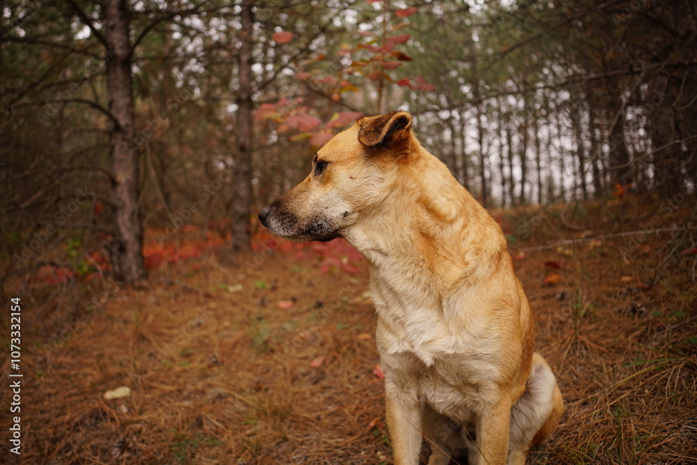 A dog sits gracefully among the autumn foliage in a tranquil forest. The area is adorned with fallen leaves and trees, creating a peaceful atmosphere. A dog sits gracefully among the autumn foliage in a tranquil forest. The area is adorned with fallen leaves and trees, creating a peaceful atmosphere.