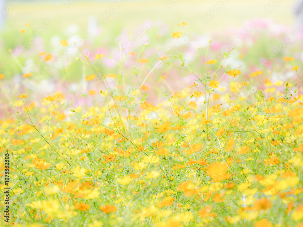 秋の公園や花壇を彩るコスモス(キバナコスモス)のある風景。背景。自然風景素材。 秋の公園や花壇を彩るコスモス(キバナコスモス)のある風景。背景。自然風景素材。