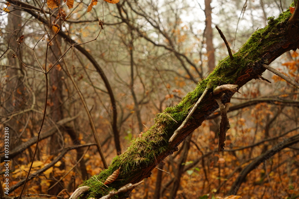 A moss-covered branch lies amid a foggy forest, surrounded by autumn foliage in various warm colors, with vines and trees creating a serene atmosphere. A moss-covered branch lies amid a foggy forest, surrounded by autumn foliage in various warm colors, with vines and trees creating a serene atmosphere.