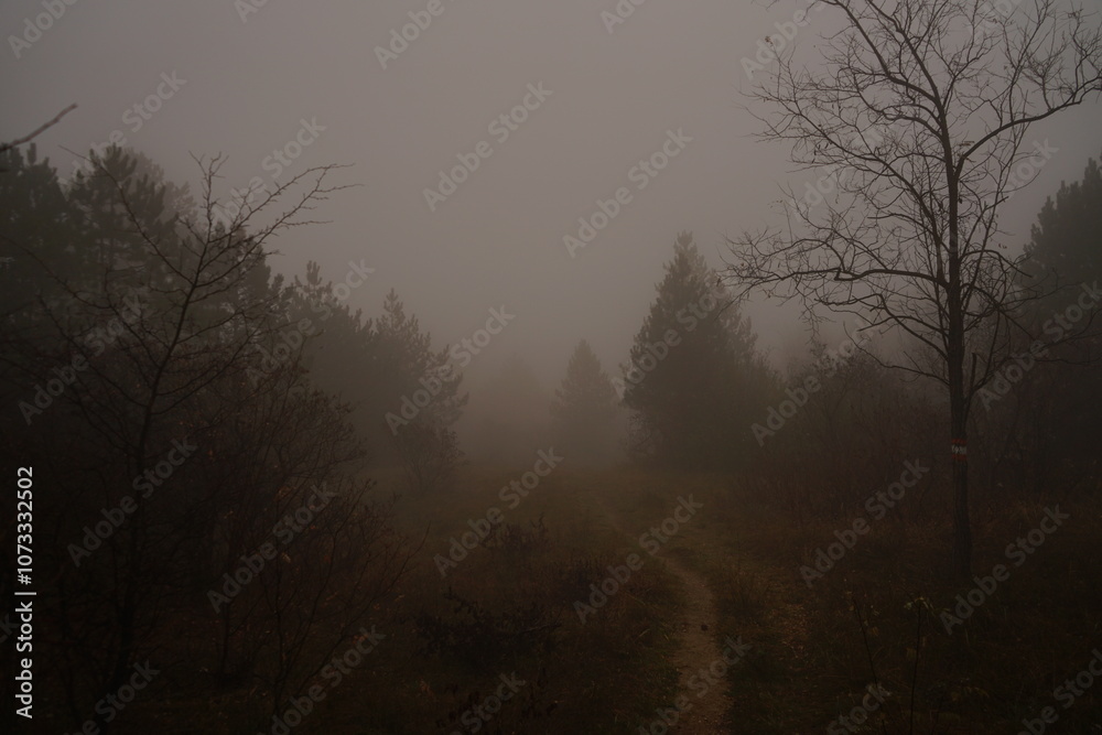 A winding path disappears into a thick fog in an early morning forest. Bare branches and evergreens are shrouded in mist, enhancing the tranquil ambiance. A winding path disappears into a thick fog in an early morning forest. Bare branches and evergreens are shrouded in mist, enhancing the tranquil ambiance.