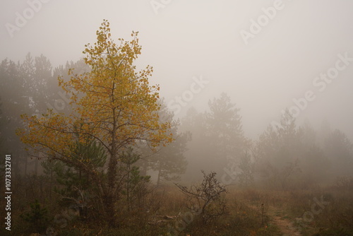 A solitary tree with golden leaves stands amidst a thick mist, creating a mystical atmosphere on a tranquil forest trail. The dense fog envelops the surrounding pine trees, enhancing the scenery.