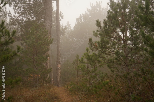 Wallpaper Mural A tranquil trail winds through a dense forest shrouded in fog, showcasing tall trees and rich underbrush. The soft light enhances the peaceful atmosphere. Torontodigital.ca