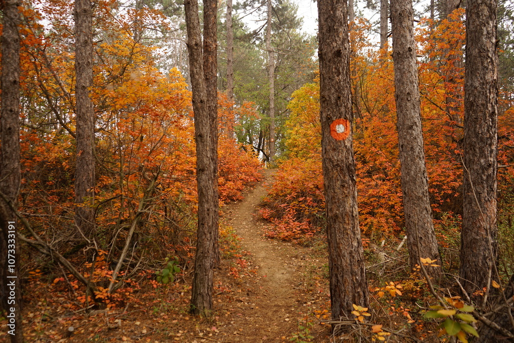 A winding path cuts through a forest adorned with vibrant autumn leaves. Orange and yellow hues brighten the landscape, creating a serene atmosphere ideal for a nature stroll.