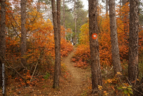 A winding path cuts through a forest adorned with vibrant autumn leaves. Orange and yellow hues brighten the landscape, creating a serene atmosphere ideal for a nature stroll.