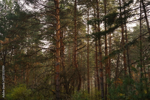 The early morning light gently filters through the tall coniferous trees, creating a peaceful atmosphere in the lush forest. Nature thrives in this quiet environment.