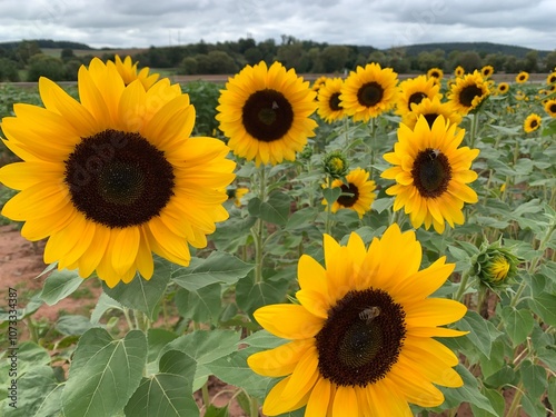sunflowers 