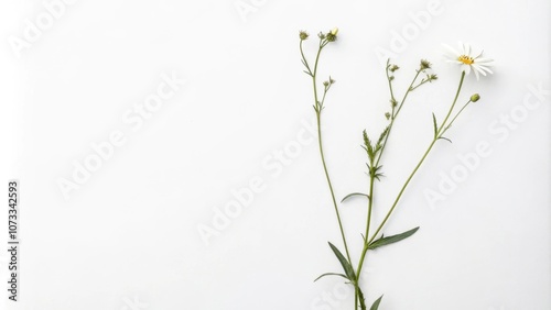 A single daisy with delicate green stems and closed buds against a stark white backdrop.