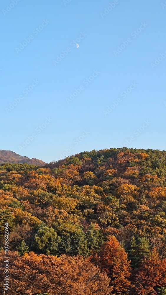 가을에 빨갛고 노랗게 물든 나무와 하늘이 보이는 자연경관