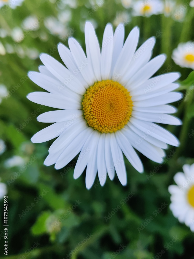 Colorful beautiful white and yellow daisy on a grass field, summer, spring, bright colors, close-up shot, nature, flower Colorful beautiful white and yellow daisy on a grass field, summer, spring, bright colors, close-up shot, nature, flower