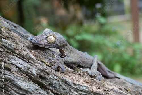 nocturnal leaf-tailed gecko of Madagascar on a branch 