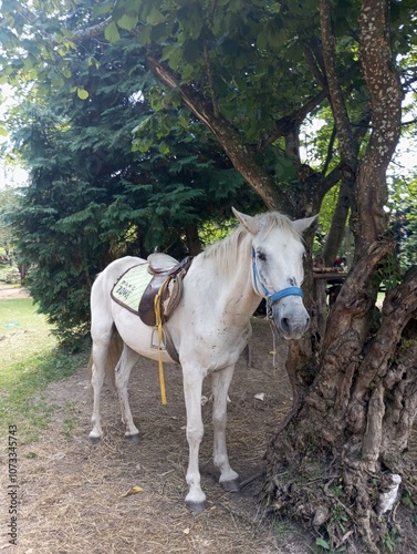 White horse, Zova