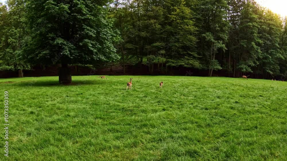 Rehe und Hirsche auf einer Lichtung, Wiese, Wald, Wildtiere, Damwild, Natur, Tiere
