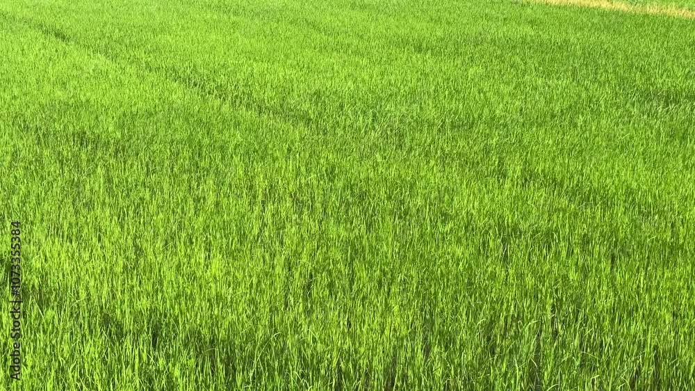 Young green rice plants in the rice field Young green rice plants in the rice field