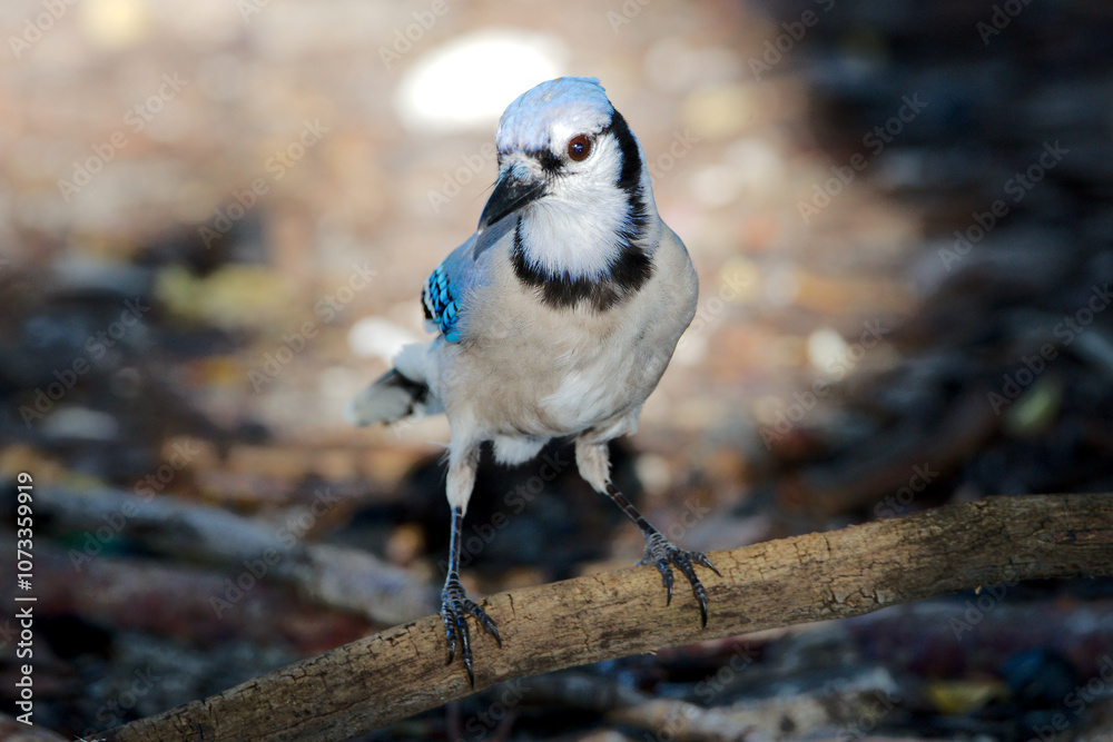 Fototapeta premium Blauhäher