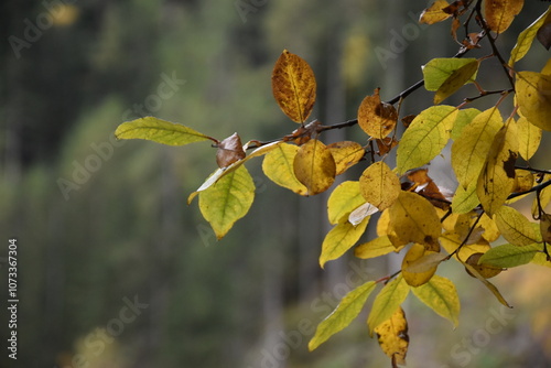 Closeup Herbstlaub