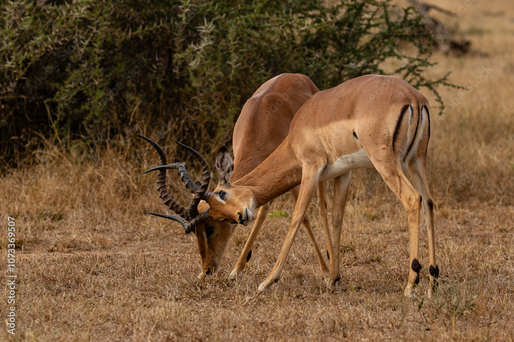 Two fighting impala ramd with locked horns Two fighting impala ramd with locked horns