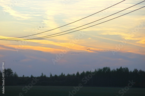 wild cranes fly to spend the night at the autumn sunset in the Russian national reserve Crane Homeland photo