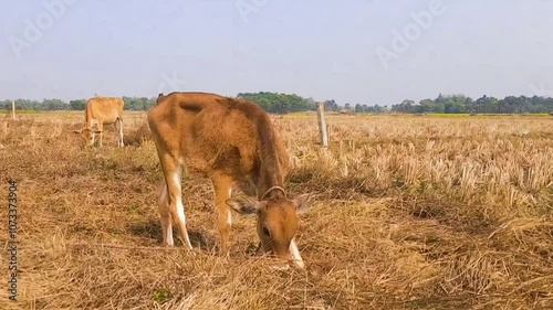 This adorable baby cow grazes peacefully in the field, enjoying its time in the lush green field. A stock footage of innocence and harmony with nature.