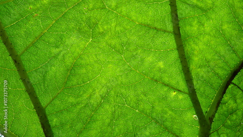 Gunnera leaf pattern, Botanical Garden, Hamburg Germany photo