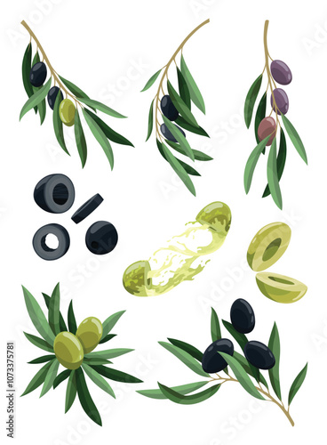 Olives trees branches set with leaves, green and black fruits. Vegan organic natural product. Leaves for creating patterns, menu or labels. Vector drawing plant isolated on white background