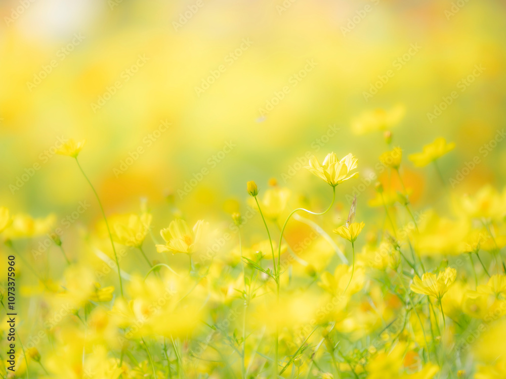 Fototapeta premium 秋の公園や花壇を彩るコスモス（キバナコスモス）のある風景。背景。自然風景素材。