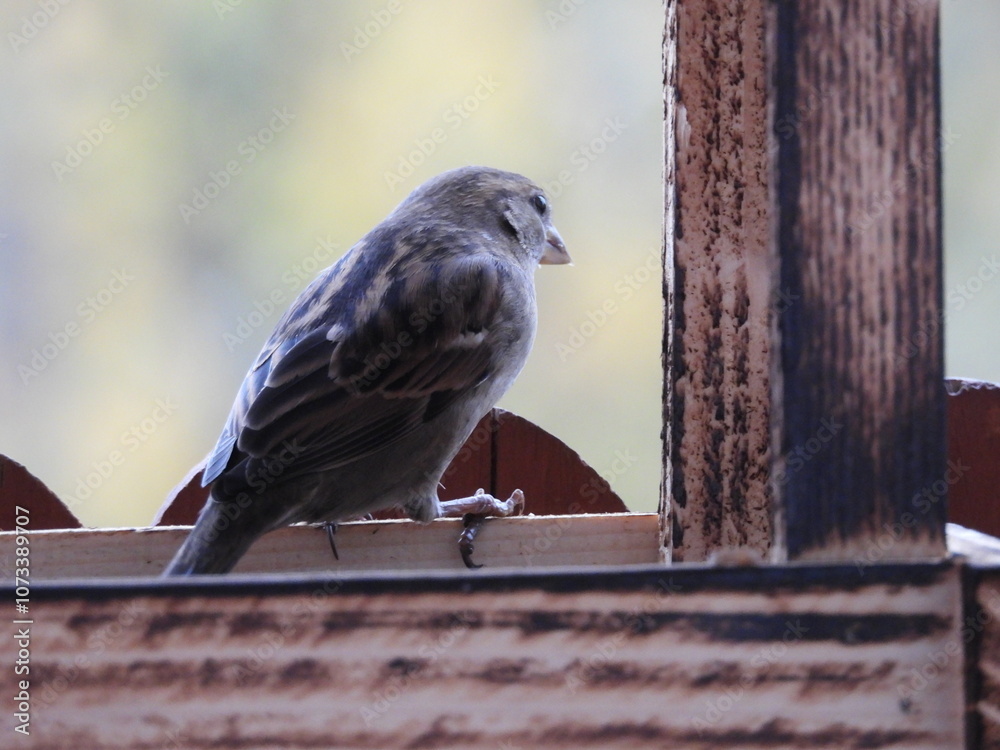Naklejka premium wróbel siedzący w karmniku