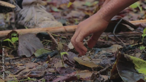 Traditional. Real scenes of a Venezuelan farmer practicing subsistence agriculture, a simple lifestyle deeply tied to nature. Climate change and global warming threaten these authentic livelihoods. 