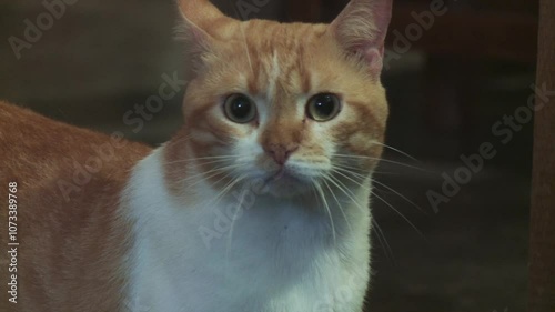 Domestic Cats and Wildlife Impact. Responsible pet ownership and spay neuter programs are key to balancing pet companionship with conservation efforts, protecting ecosystems and  love our pets.