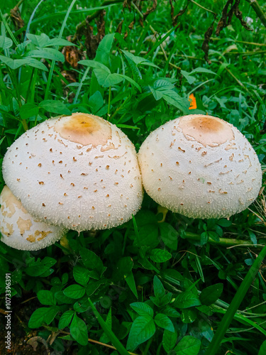 a bunch of wild white mushrooms growing in the backyard. chlorophylium molybdites or green spored parasol. widespread mushroom photo