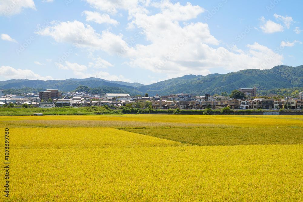 Japanese farming village in autumn, scene of a large rice farm Japanese farming village in autumn, scene of a large rice farm