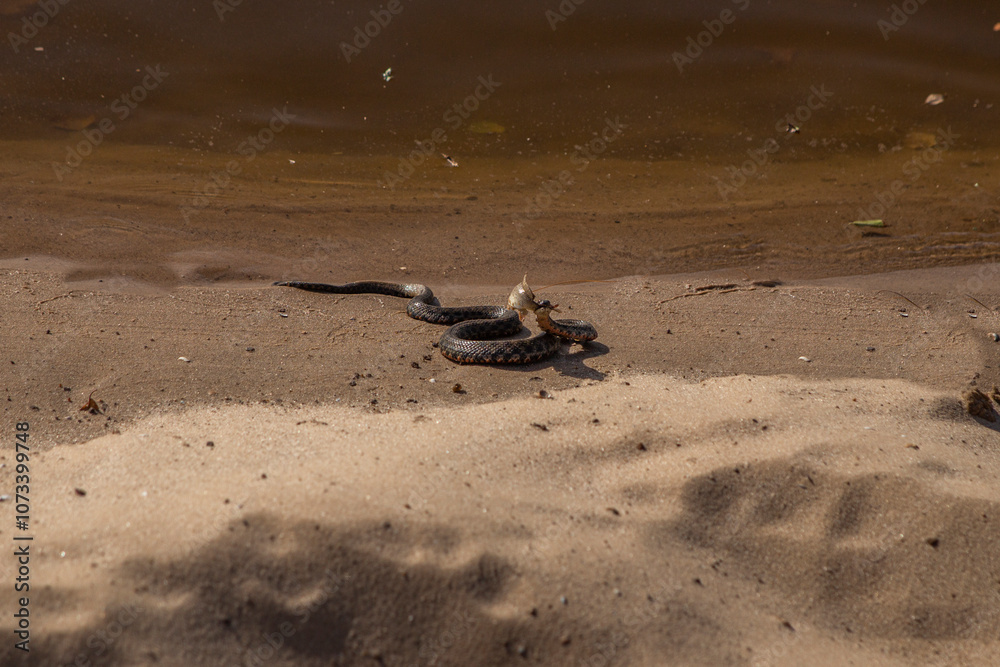 water snake on the shore with prey water snake on the shore with prey