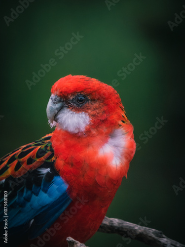 platycercus